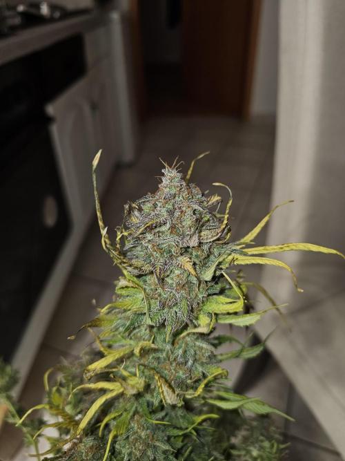Cheap Weed #15. Week 15