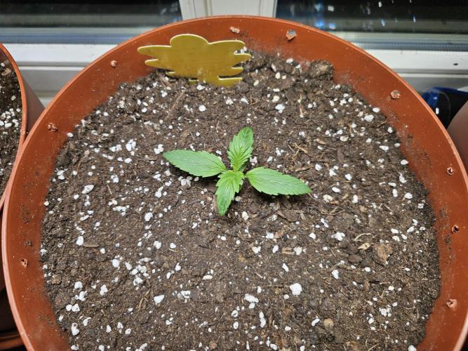 Cheap Weed #18. Week 2