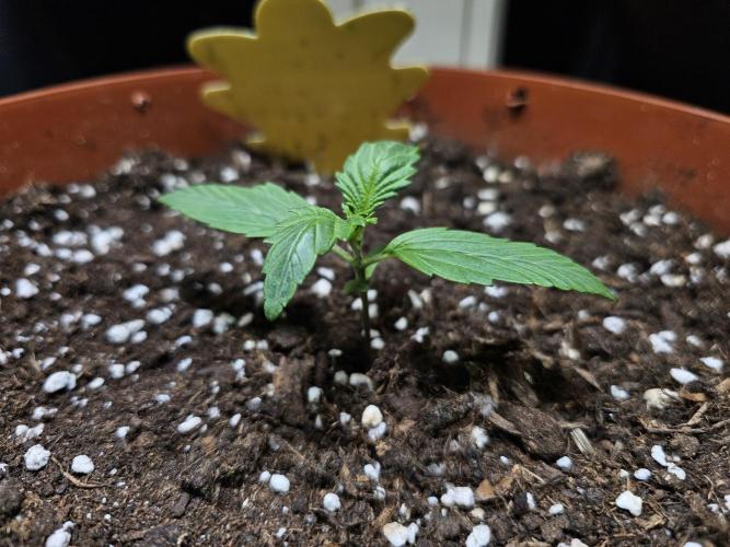 Cheap Weed #18. Week 2