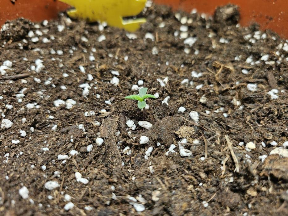 Cheap Weed #18. Week 1
