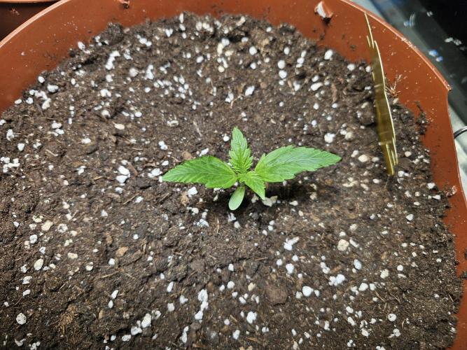 Cheap Weed #19. Week 2
