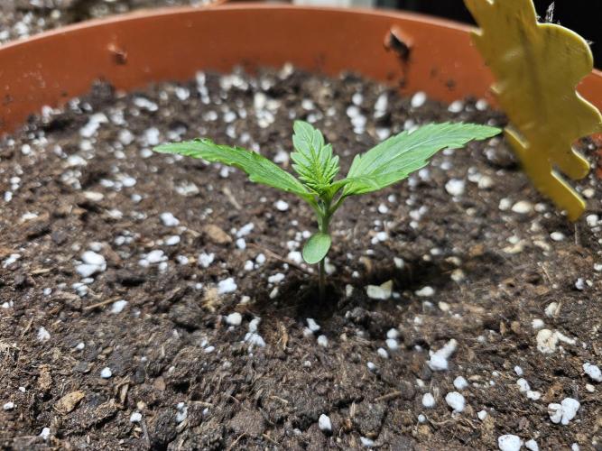 Z-Up Auto. Week 2