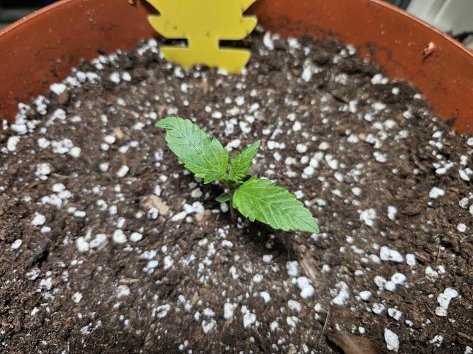 CBD Auto 1:1 (CBD Crack). Week 2