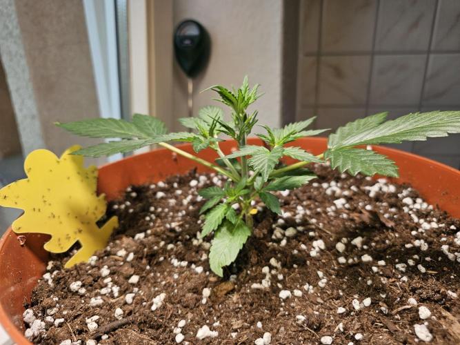 CBD Auto 1:1 (CBD Crack). Week 4