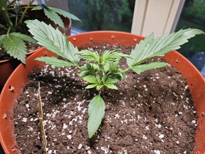 Cheap Weed #18. Week 3
