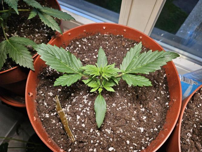 Cheap Weed #18. Week 3