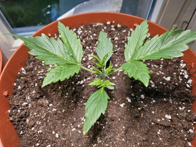 Cheap Weed #19. Week 3