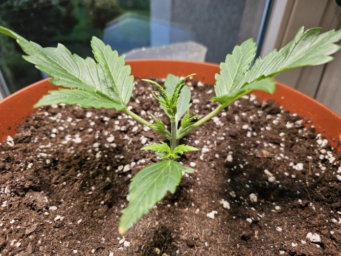 Z-Up Auto. Week 3