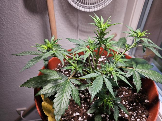 CBD Auto 1:1 (CBD Crack). Week 5