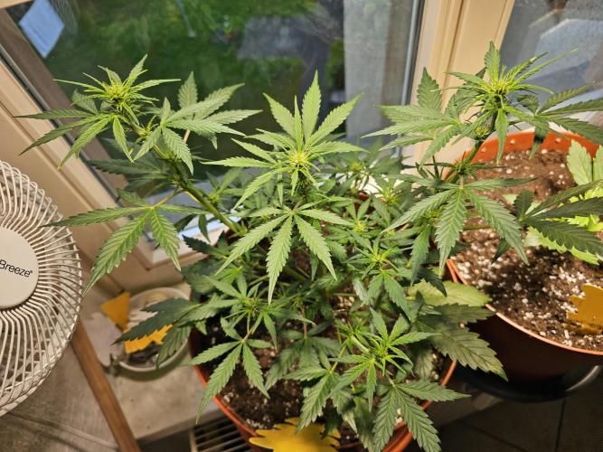 Cheap Weed #17. Week 6