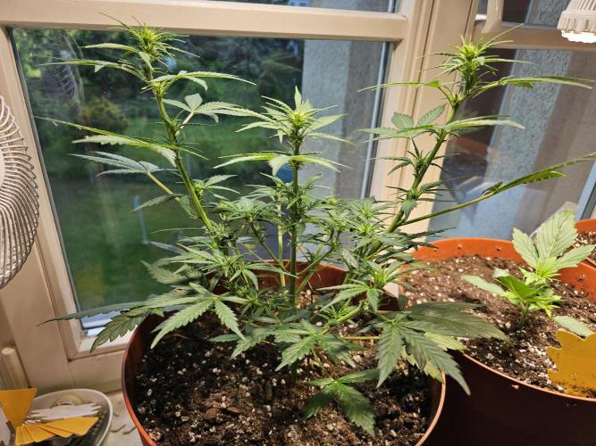 Cheap Weed #17. Week 6