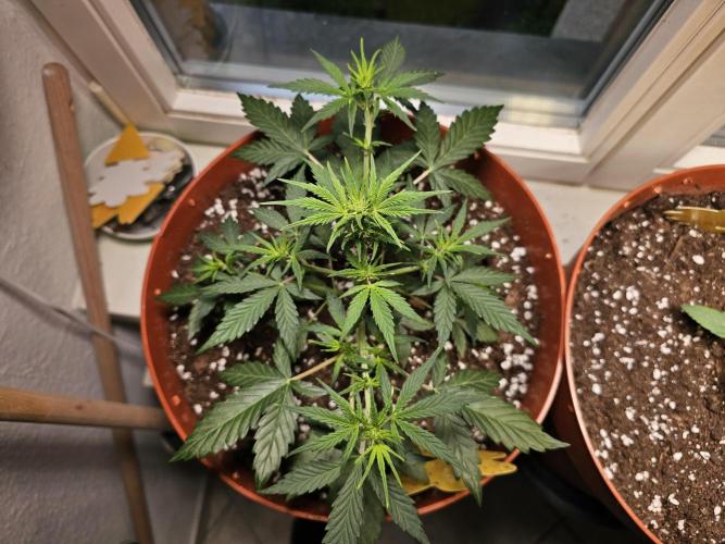 Cheap Weed #17. Week 5