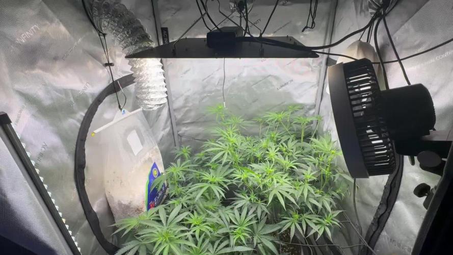 Blue zushi, Old G OG pheno hunt