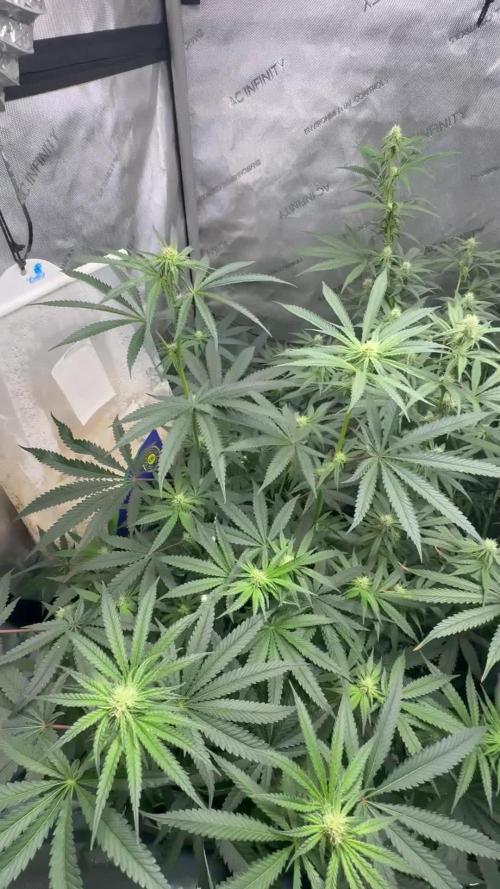 Blue zushi, Old G OG pheno hunt