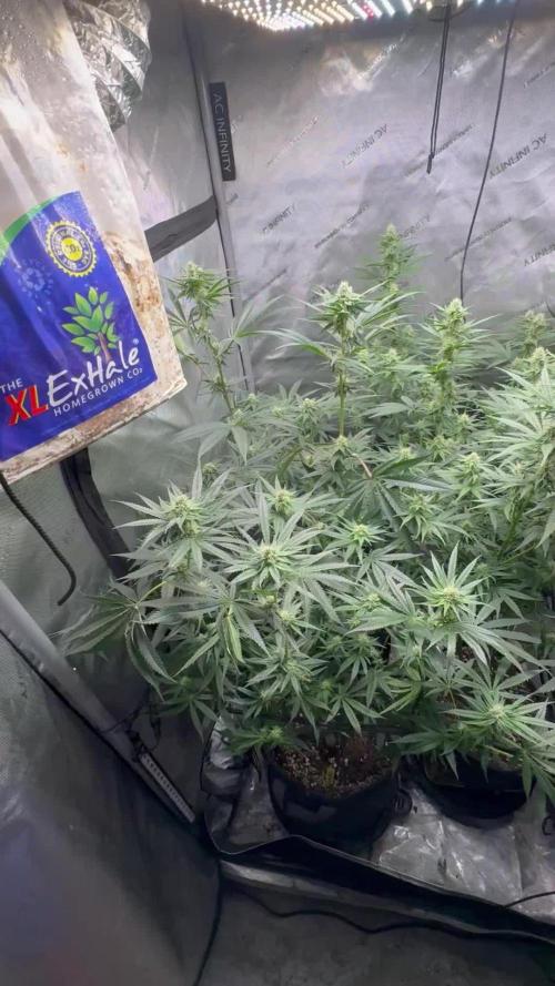 Blue zushi, Old G OG pheno hunt