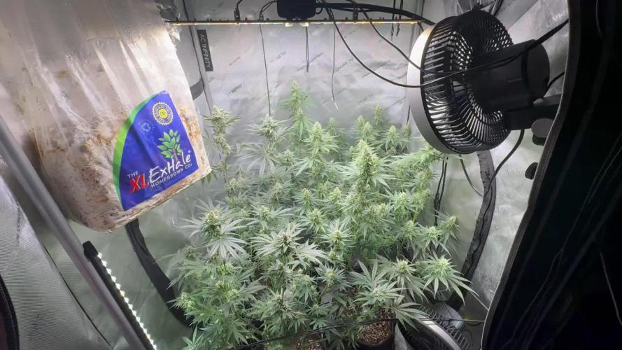 Blue zushi, Old G OG pheno hunt