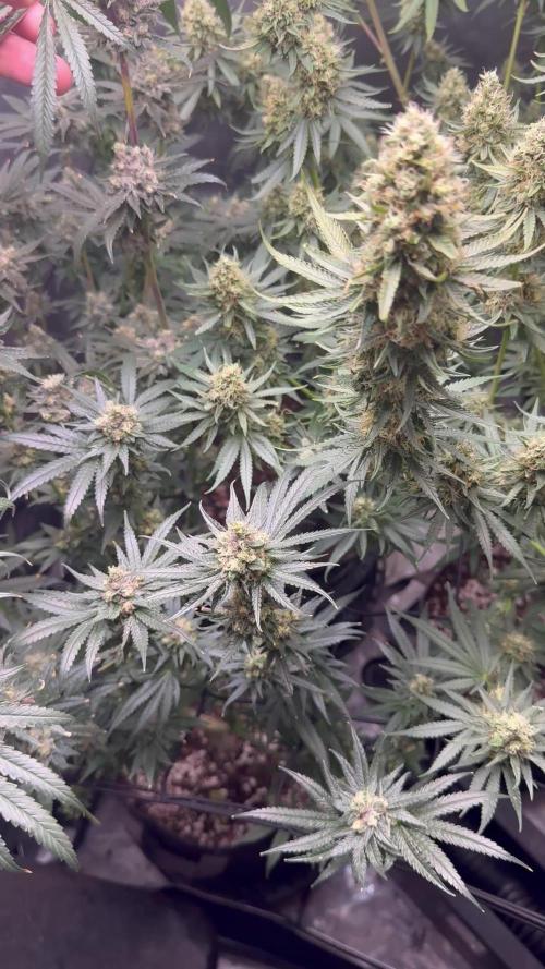 Blue zushi, Old G OG pheno hunt