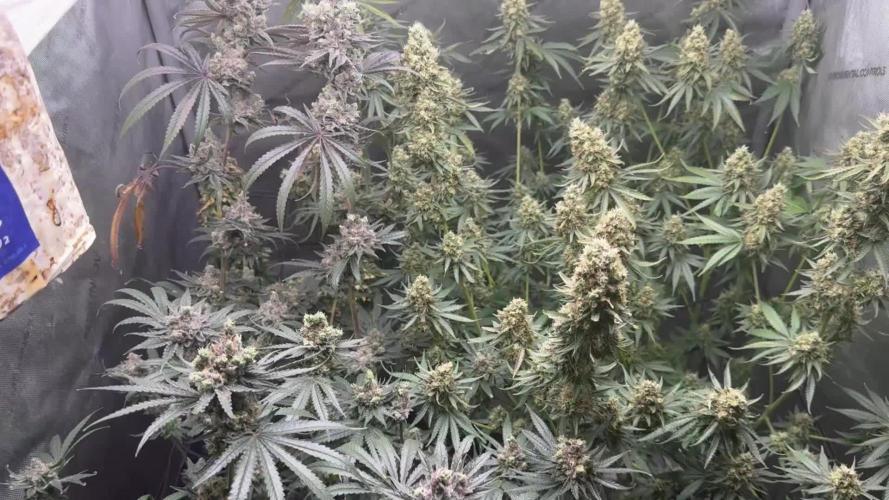 Blue zushi, Old G OG pheno hunt