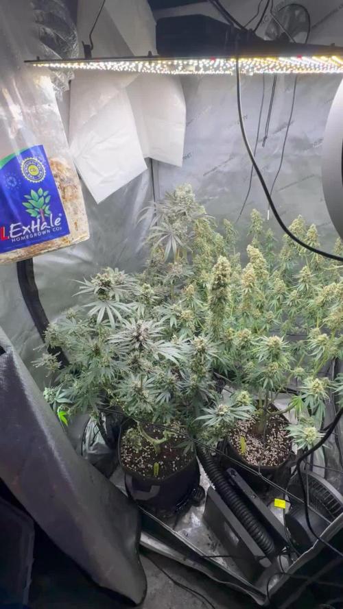 Blue zushi, Old G OG pheno hunt