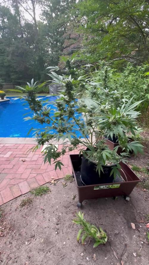 Blue zushi, Old G OG pheno hunt