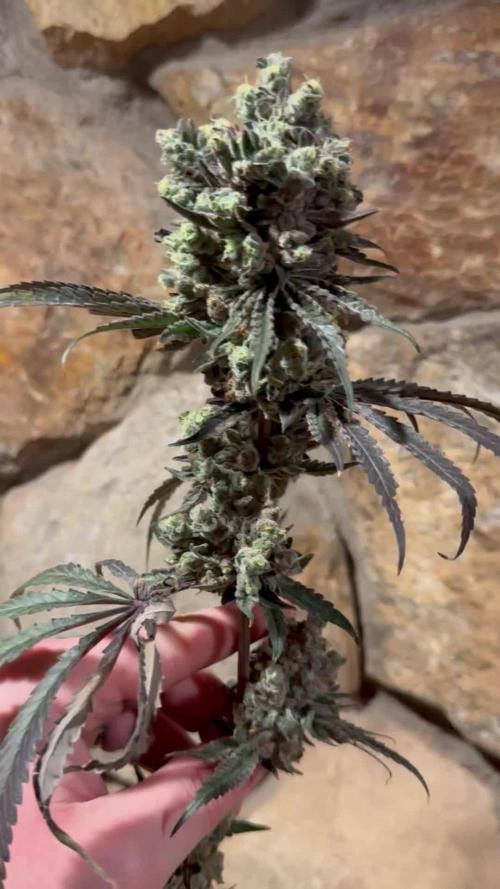 Blue zushi, Old G OG pheno hunt
