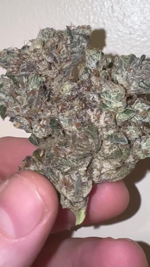Blue zushi, Old G OG pheno hunt