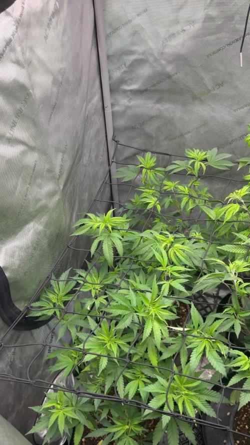 Clone war blue lobster / zushi