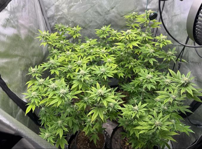 Clone war blue lobster / zushi. Week 8 - This community is great. I almost culled these until…