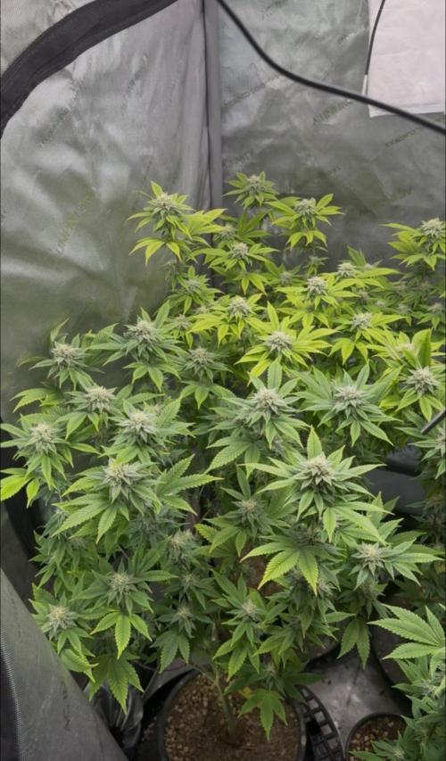 Clone war blue lobster / zushi. Week 8 - Everyone said I’m dramatic and I don’t have HLV issue 