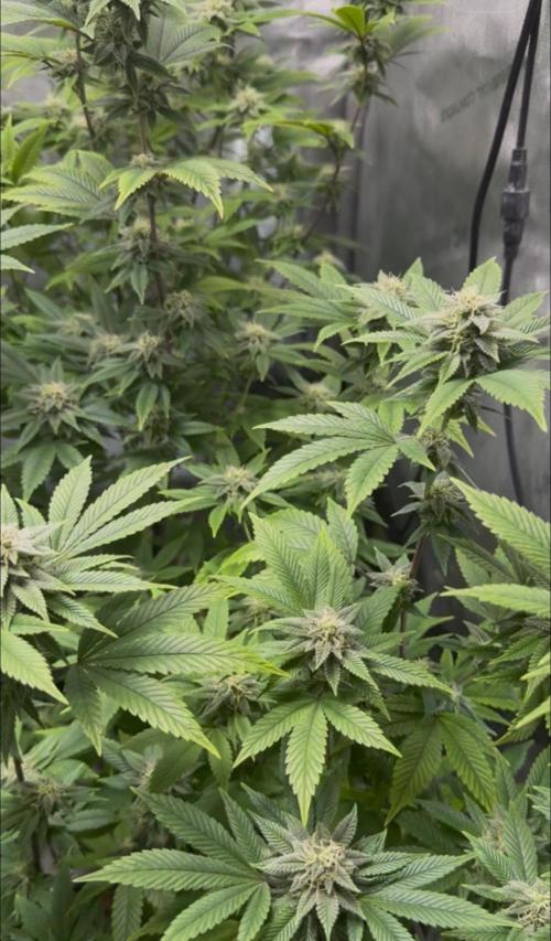 Clone war blue lobster / zushi. Week 8 - One of my better runs 