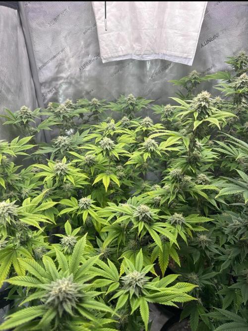 Clone war blue lobster / zushi. Week 8 - Darker green is elephant trunk 