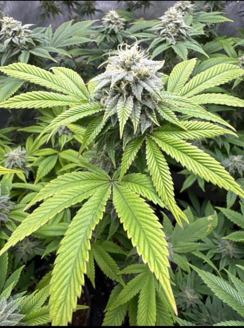 Clone war blue lobster / zushi. Week 8 - Nice structure. Ready to swell. 