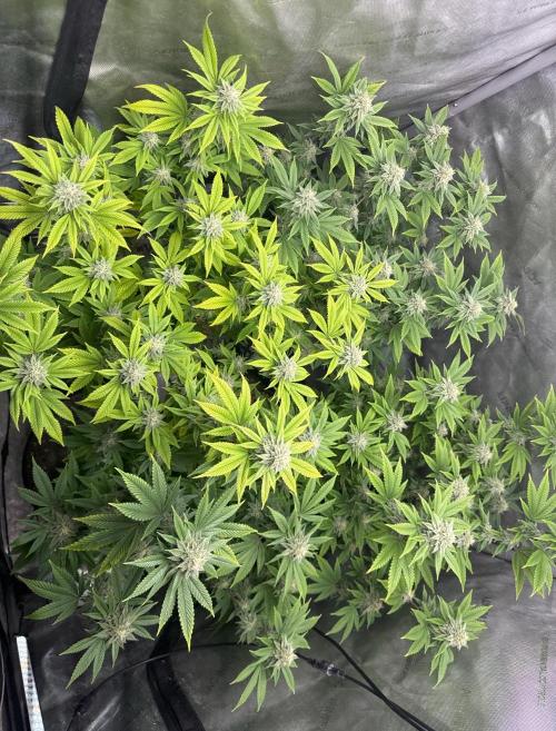 Clone war blue lobster / zushi. Week 8 - Learn to embrace the fade since I started Syn-Ganics 