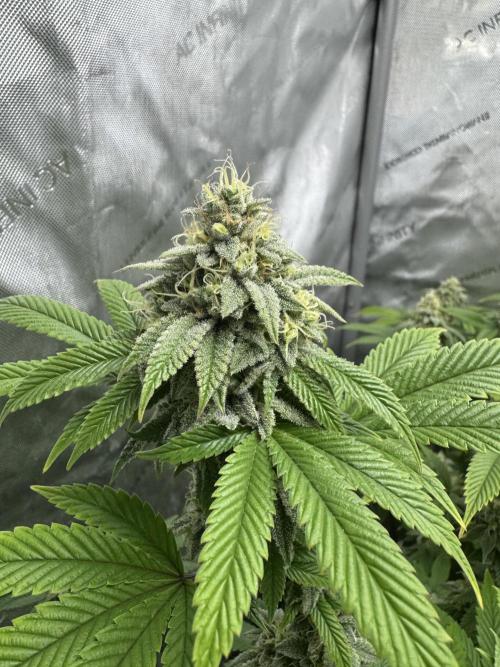 Clone war blue lobster / zushi. Week 9 - Blue lobster 