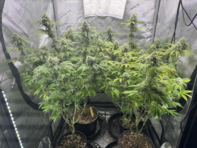 Clone war blue lobster / zushi. Week 9 - Mostly zushi 