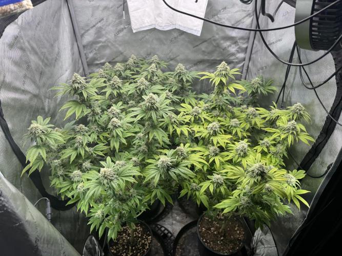 Clone war blue lobster / zushi. Week 9 - Microbes pumping 