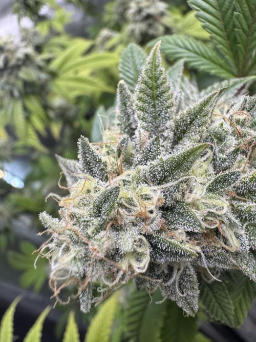 Clone war blue lobster / zushi. Week 12 - Waiting on the sugar leaves to frost. 