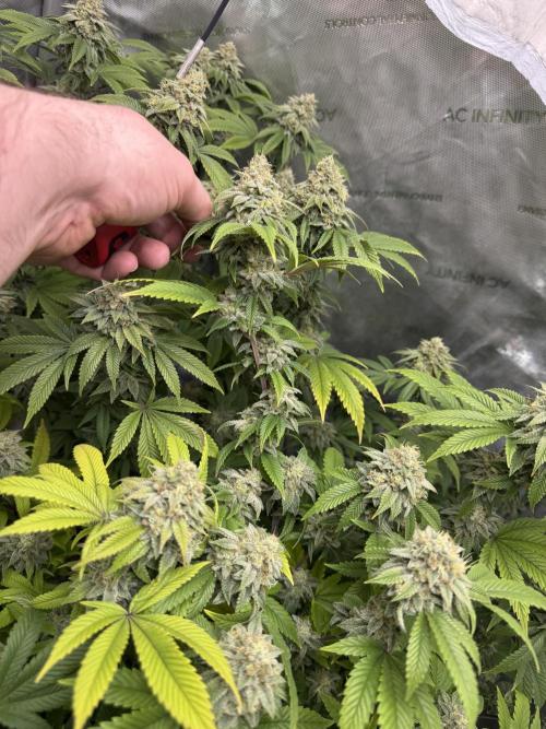 Clone war blue lobster / zushi. Week 12 - Clones have a lot more rewarding bud structure and inter nodal stacking 