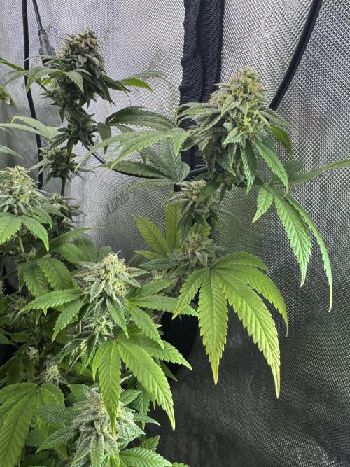 Clone war blue lobster / zushi. Week 12 - Lowers are consistent 