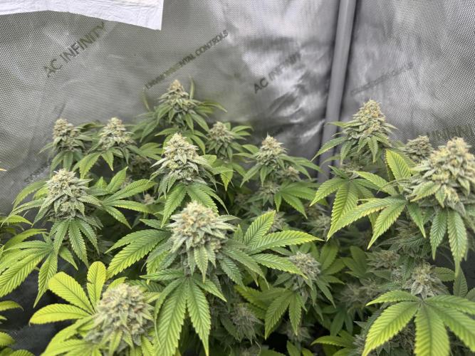 Clone war blue lobster / zushi. Week 12 - Too much N still. I should’ve skipped my last build a flower water in 