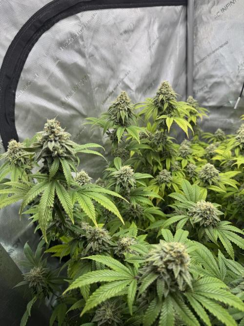 Clone war blue lobster / zushi. Week 12 - Still swelling 