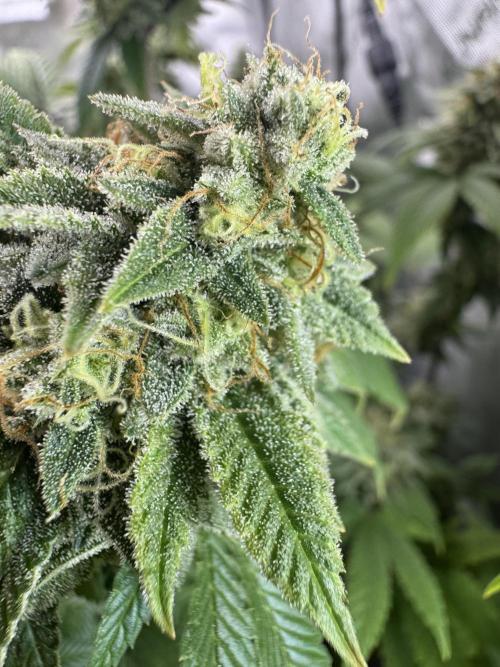 Clone war blue lobster / zushi. Week 12 - Nice trichomes 