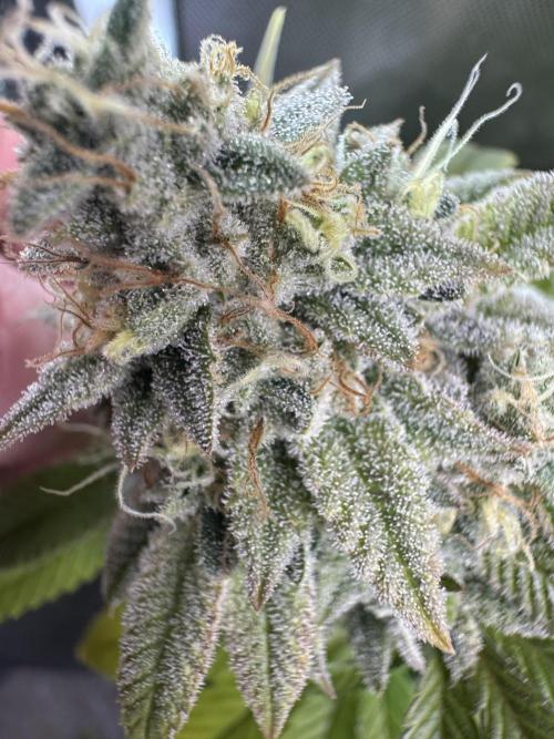 Clone war blue lobster / zushi. Week 13 - Almost blue 