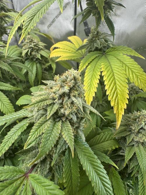 Clone war blue lobster / zushi. Week 13 - 2nd time with Zushi went a lot smoother. 