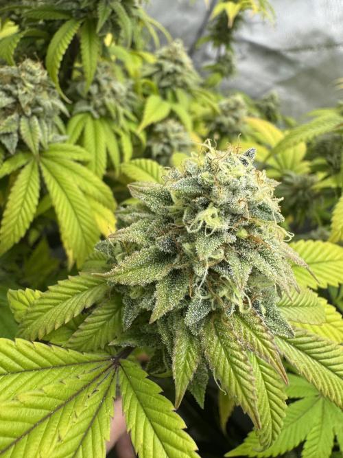 Clone war blue lobster / zushi. Week 13 - Only coconut water the last 3-4 weeks 