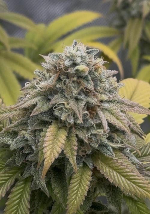 Clone war blue lobster / zushi. Week 14 - Fading hard 