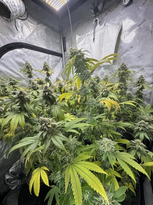 Clone war blue lobster / zushi. Week 14 - My favorite cola. Tight stack.