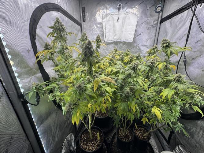 Clone war blue lobster / zushi. Week 14 - Hard to flatten canopy 