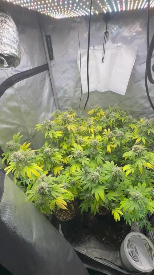 Clone war blue lobster / zushi