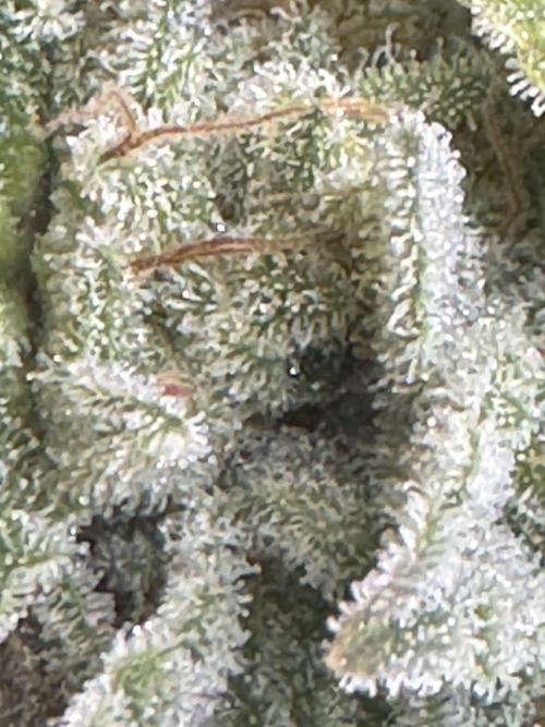 Clone war blue lobster / zushi. Week 15 - Frost 